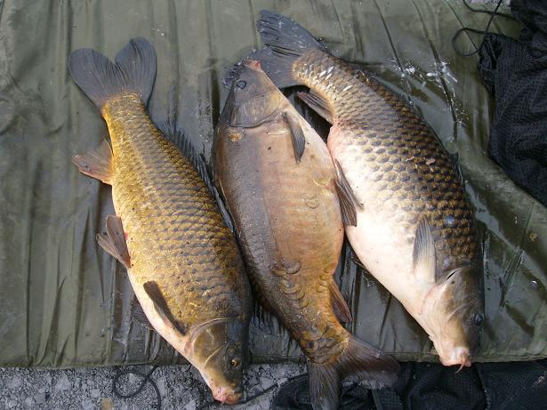 3 carpe canal2